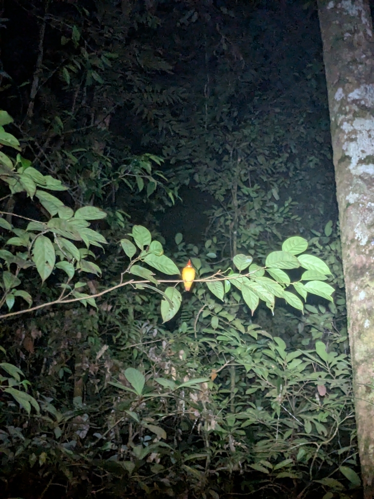 Udang api (Ceyx erithaca)