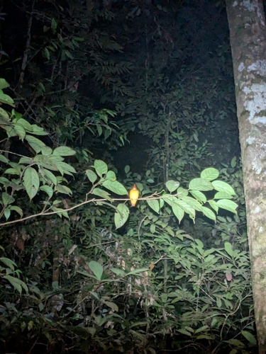 Ceyx erithaca
