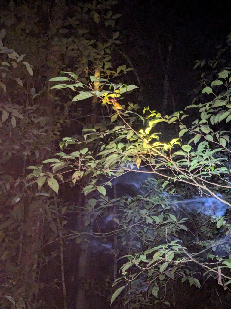 Black-backed Dwarf-Kingfisher (Ceyx erithaca)