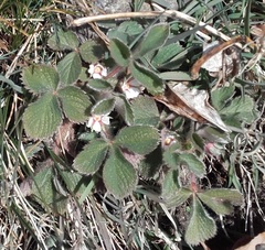 Potentilla micrantha