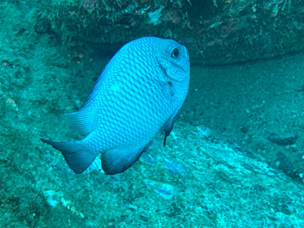 Damsel fish (Dascyllus trimaculatus) — Pomacentridae