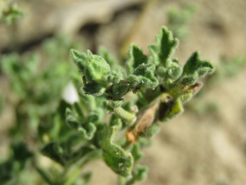 Image of Billieturnera helleri by (c) Alexis López Hernández, some rights reserved (CC BY)