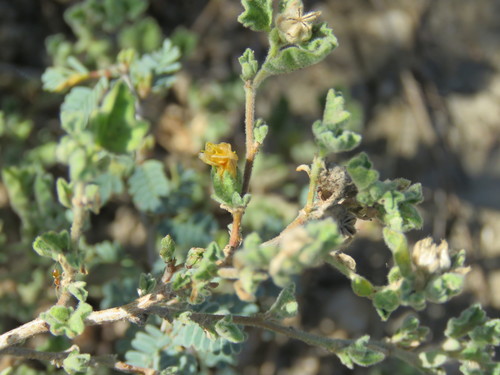 Image of Billieturnera helleri by (c) Alexis López Hernández, some rights reserved (CC BY)
