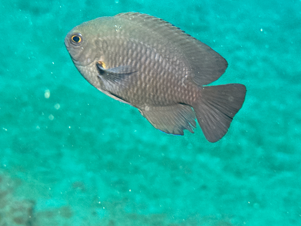 Charcoal damsel (Pomacentrus brachialis) — Pomacentridae