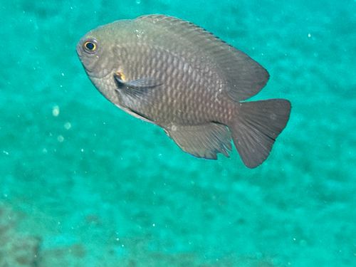 Charcoal damsel (Pomacentrus brachialis) — Pomacentridae