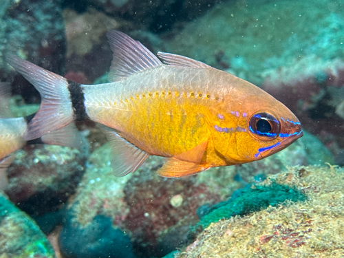 Elliot's cardinal fish (Ostorhinchus aureus) — Apogonidae