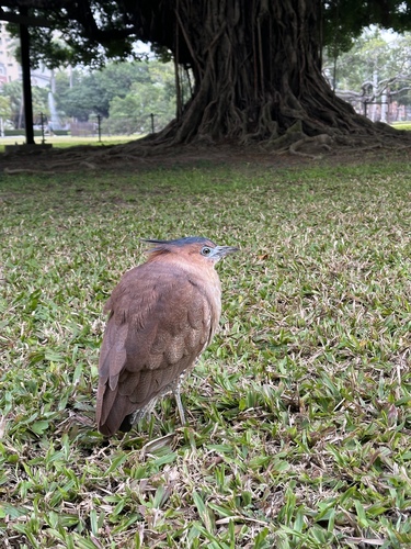 Malayan Night Heron (Gorsachius melanolophus), photo 6
