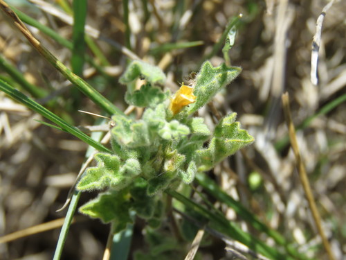 Image of Billieturnera helleri by (c) Alexis López Hernández, some rights reserved (CC BY)