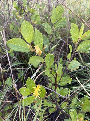 Grewia flavescens (Grewia flavescens)