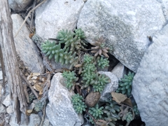 Sedum potosinum