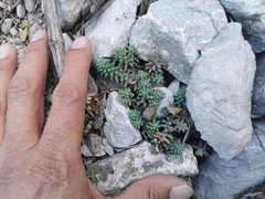 Sedum potosinum