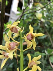 Xylobium bractescens