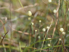(c) Josh, some rights reserved (CC BY) Calocephalus citreus, photograph (c) Josh, some rights reserved (CC BY)