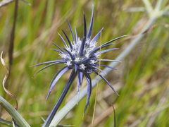 Eryngium ovinum, photograph (c) Josh, some rights reserved (CC BY)