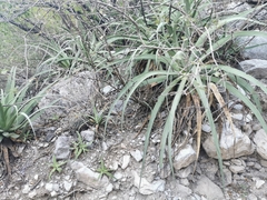 Agave bracteosa