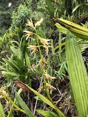 Xylobium bractescens