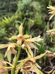 Xylobium bractescens