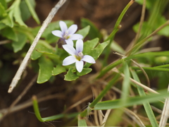 Lobelia pratioides