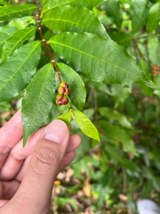 Excoecaria formosana
