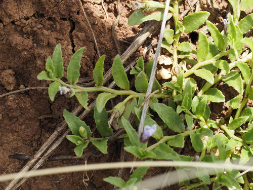 Lobelia pratioides, photograph 1