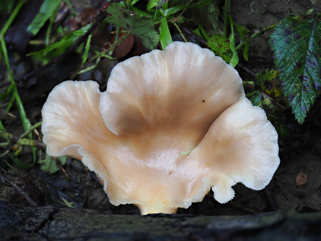 Pleurotus pulmonarius · January 2026 · photo: © alan_rockefeller (iNaturalist, cc-by-sa)
