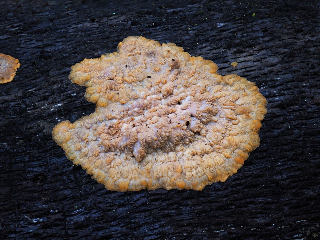 Phlebia radiata · January 2026 · photo: © alan_rockefeller (iNaturalist, cc-by-sa)