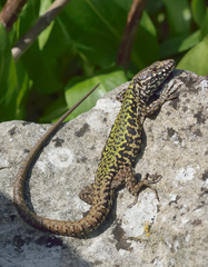 Podarcis muralis maculiventris