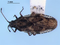 Physatocheila variegata