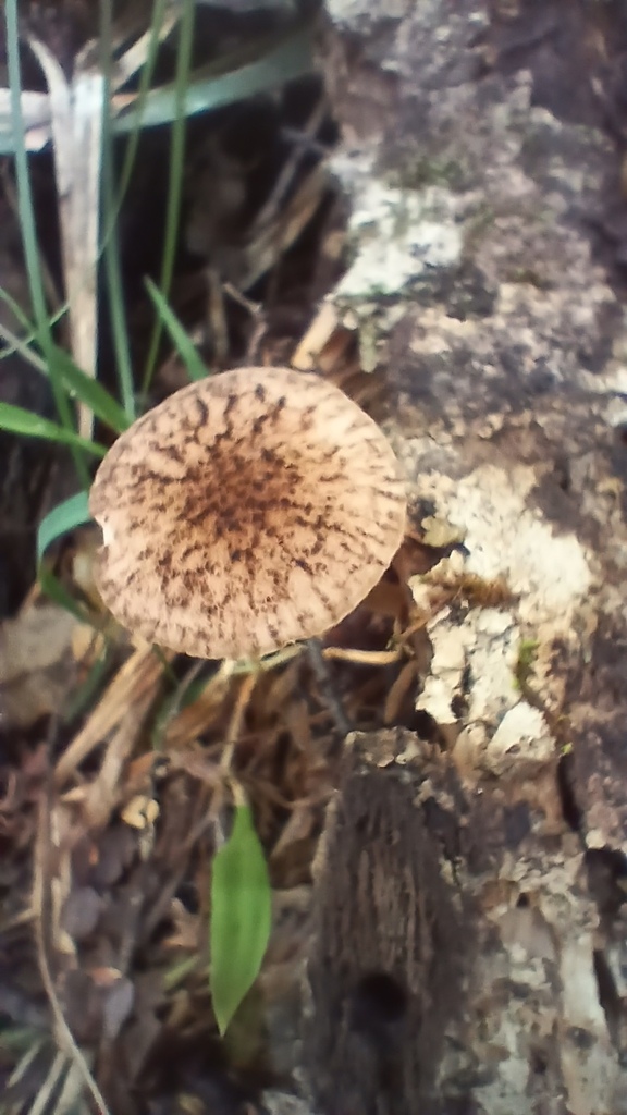 Pluteus readiarum · January 2026 · photo: © rayjackson (iNaturalist, cc-by)