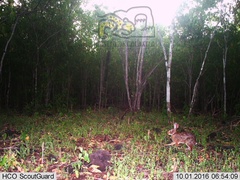 Sylvilagus cunicularius insolitus