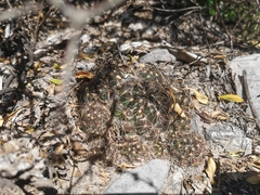 Coryphantha neglecta