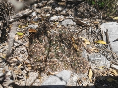 Coryphantha neglecta