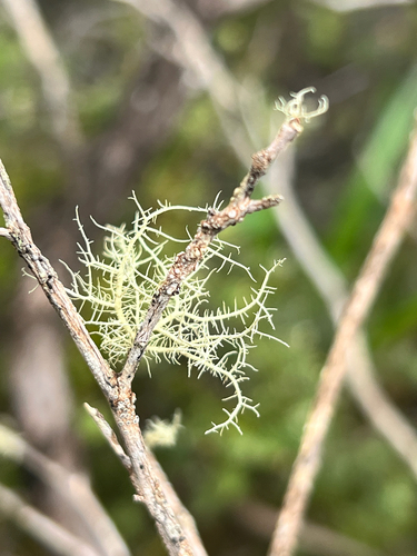 Usnea, 2026-01-06