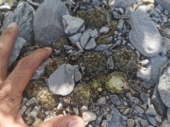 Coryphantha neglecta