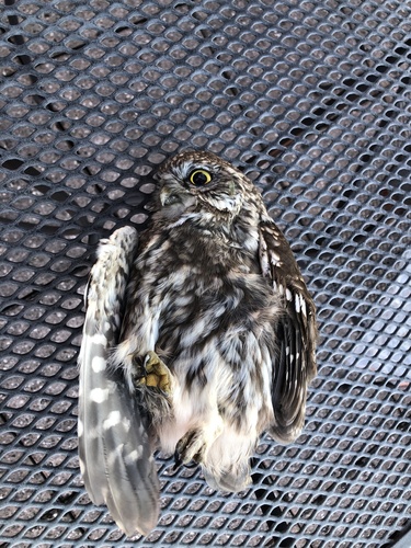 View observation of {o.common_name} on iNaturalist