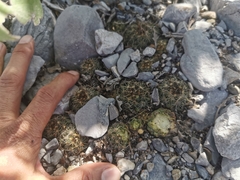 Coryphantha neglecta