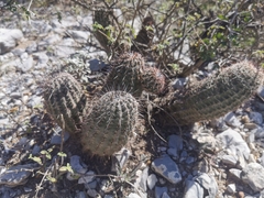 Echinocereus armatus