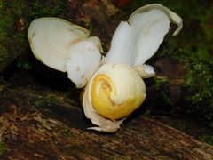 Couratari scottmorii