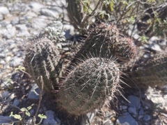 Echinocereus armatus