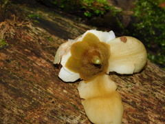 Couratari scottmorii