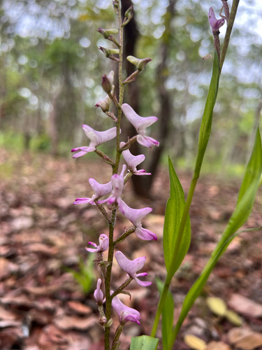 Elegant Wolfsbane Disa