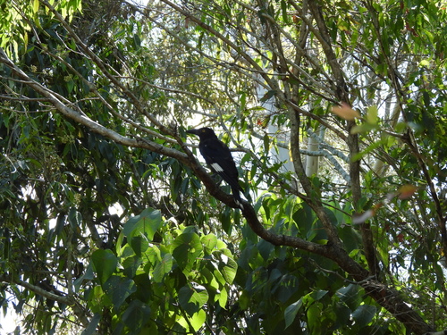 Pied Currawong (Strepera graculina), photo 4