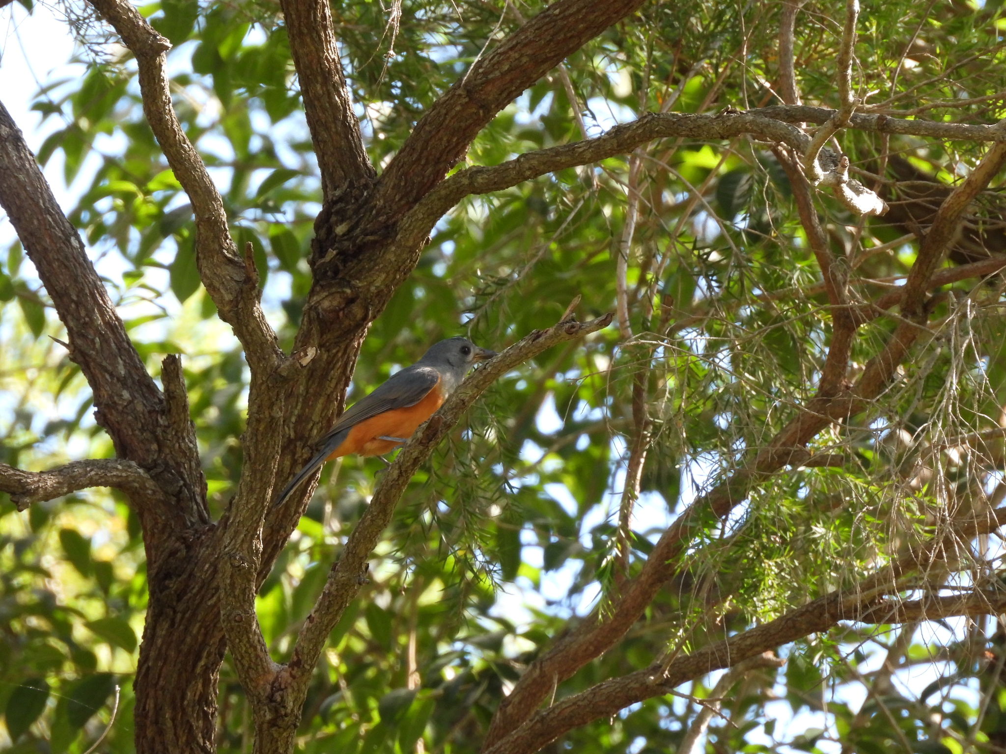 Black-faced Monarch (Monarcha melanopsis), photo 6