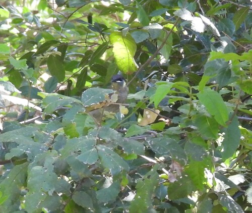 Lewin's Honeyeater (Meliphaga lewinii), photo 5