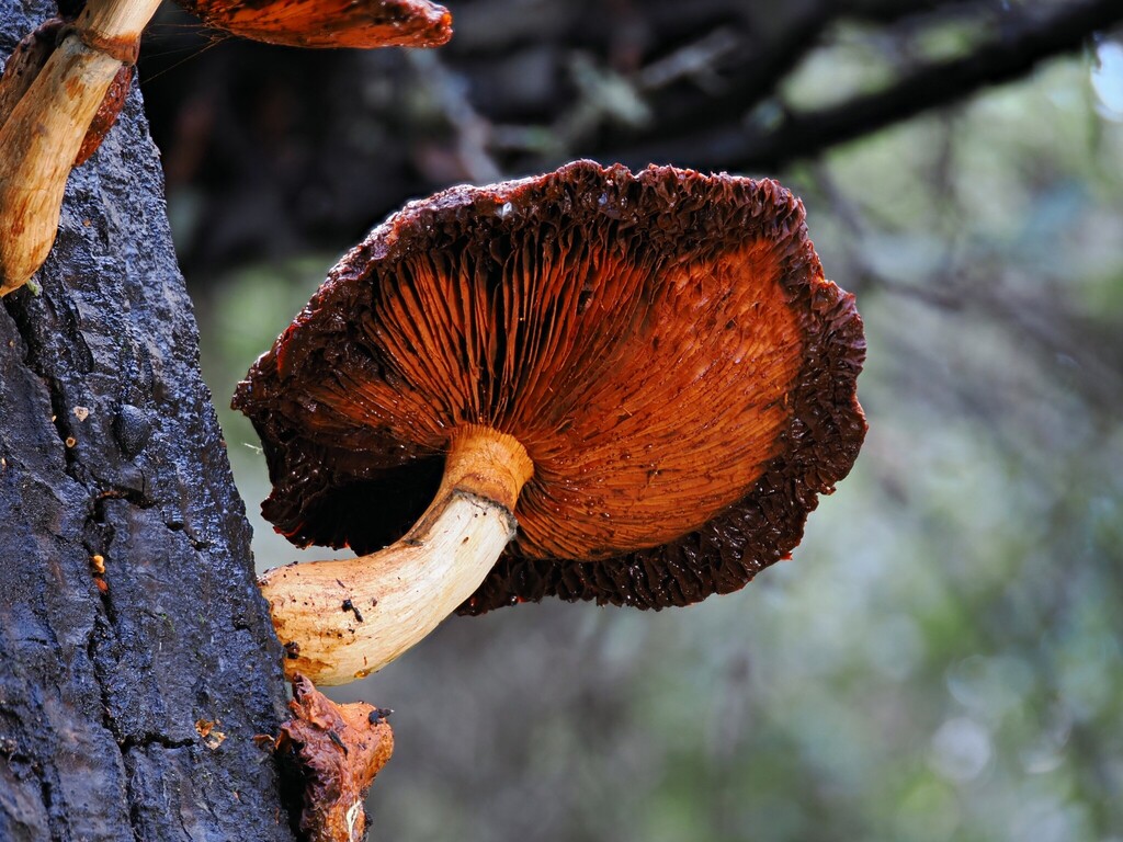 Gymnopilus ventricosus · January 2026 · photo: © alan_rockefeller (iNaturalist, cc-by-sa)