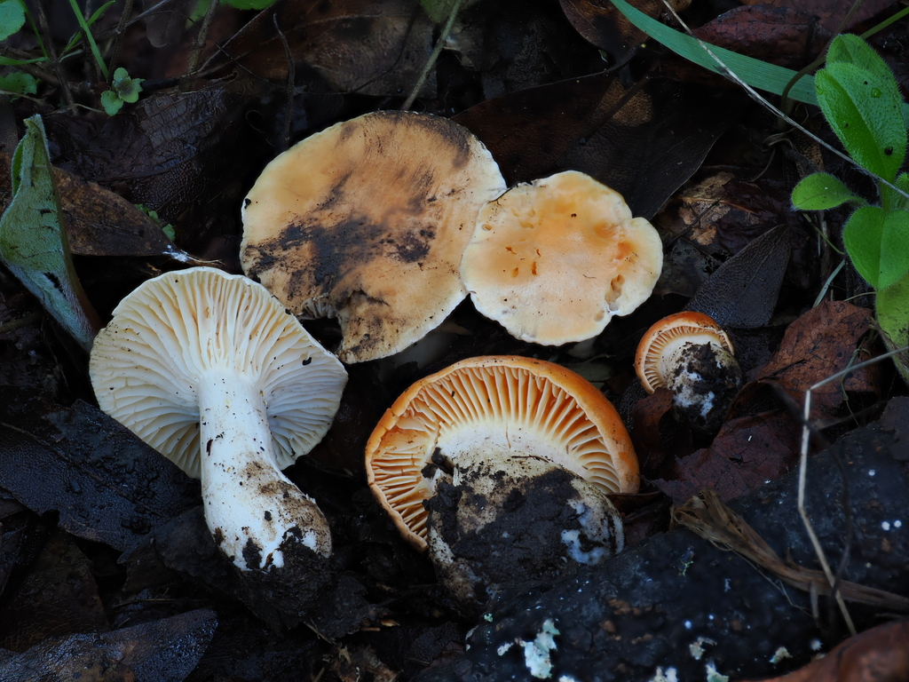 Cuphophyllus pratensis · January 2026 · photo: © alan_rockefeller (iNaturalist, cc-by-sa)