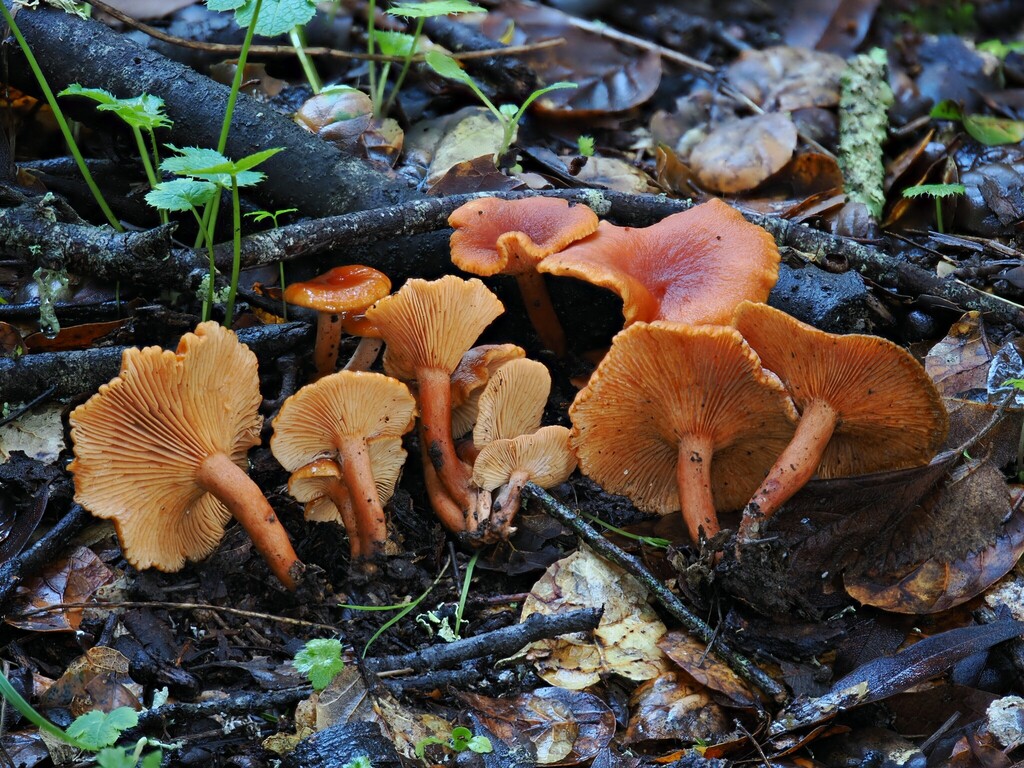 Lactarius rubidus · January 2026 · photo: © alan_rockefeller (iNaturalist, cc-by-sa)
