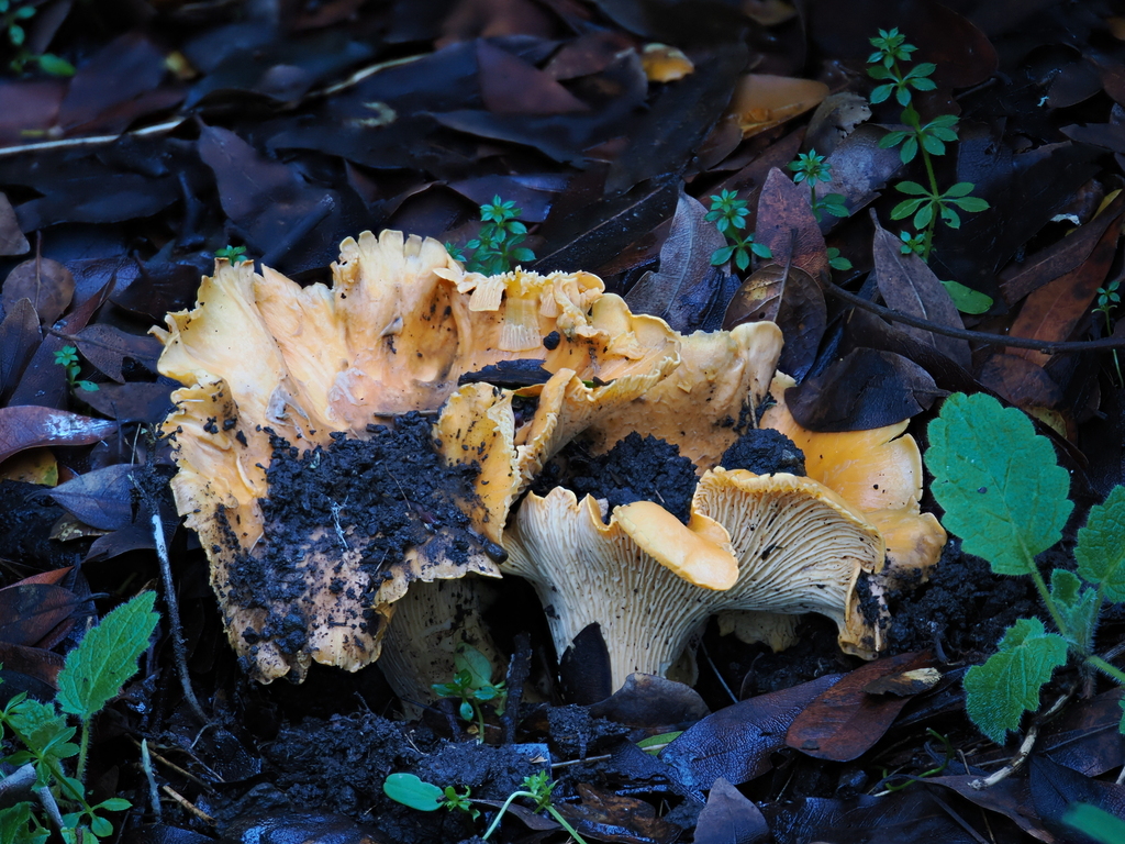 Cantharellus californicus · January 2026 · photo: © alan_rockefeller (iNaturalist, cc-by-sa)