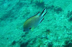Chromis limbata