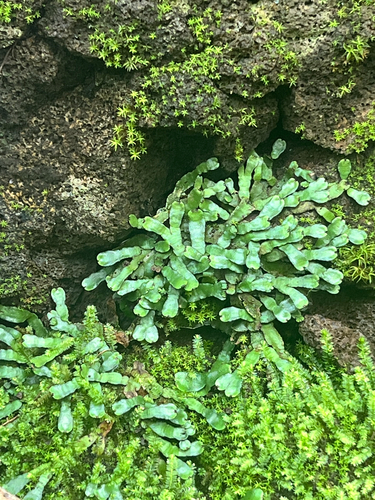 Targionia hypophylla observed 2026-01-06